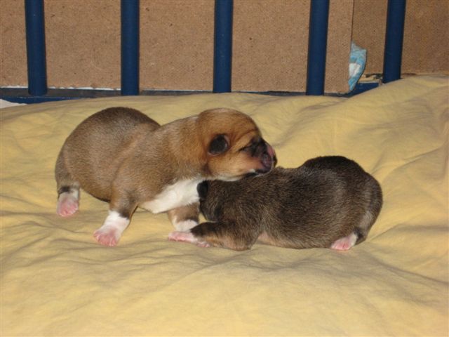 Puppy's